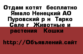 Отдам котят ,бесплатно - Ямало-Ненецкий АО, Пуровский р-н, Тарко-Сале г. Животные и растения » Кошки   